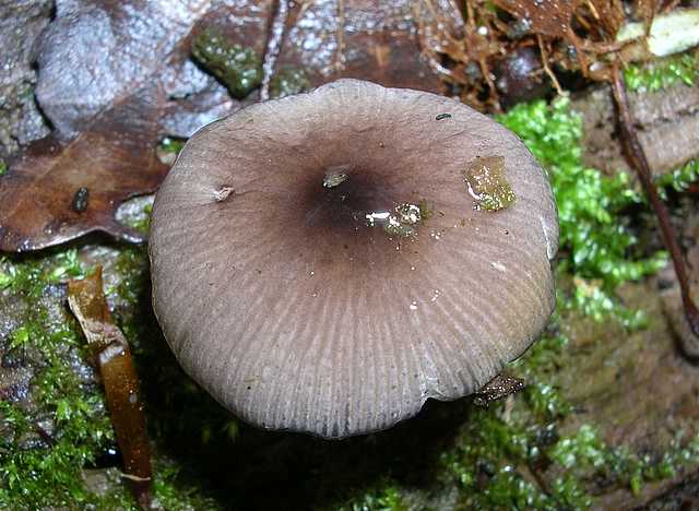 2005 :  Un anno di funghi